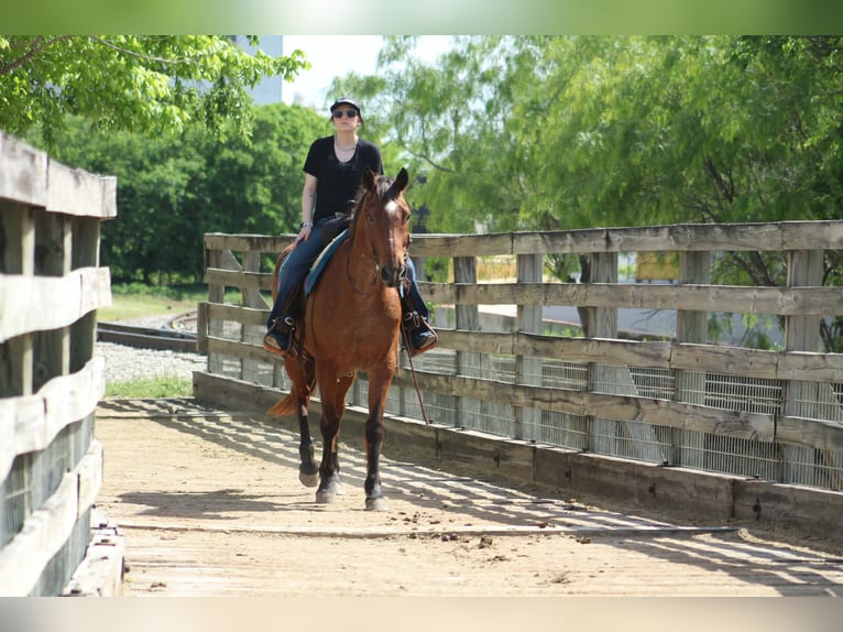 Caballo cuarto de milla Caballo castrado 14 años 157 cm Castaño-ruano in Poolville
