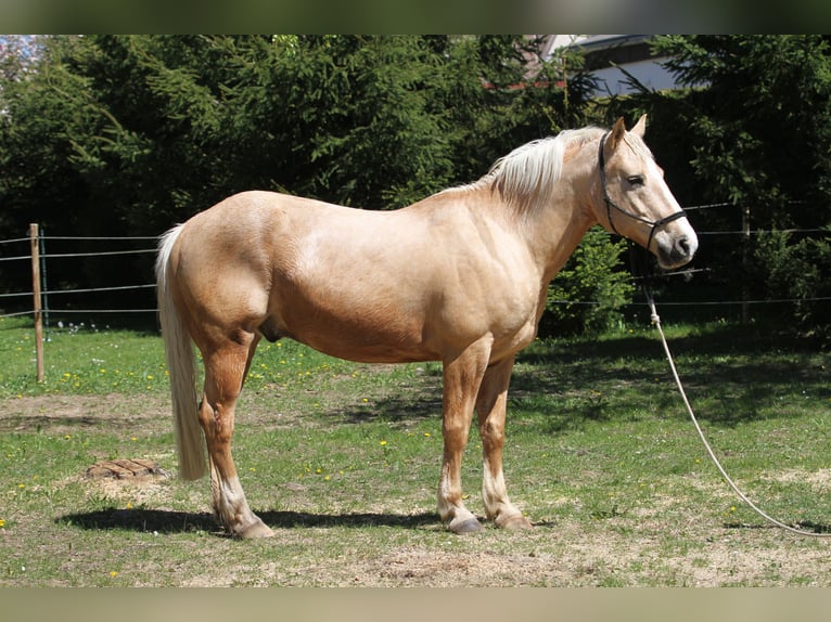 Caballo cuarto de milla Caballo castrado 14 años 157 cm Palomino in Nellingen Oppingen