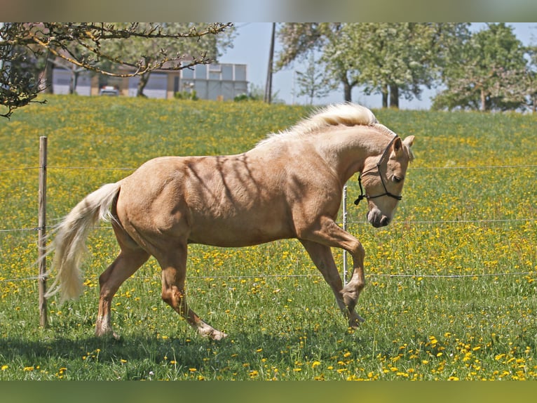 Caballo cuarto de milla Caballo castrado 14 años 157 cm Palomino in Nellingen Oppingen