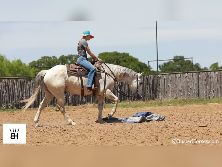 Caballo cuarto de milla Caballo castrado 14 años 157 cm Tordo in Weatherford TX