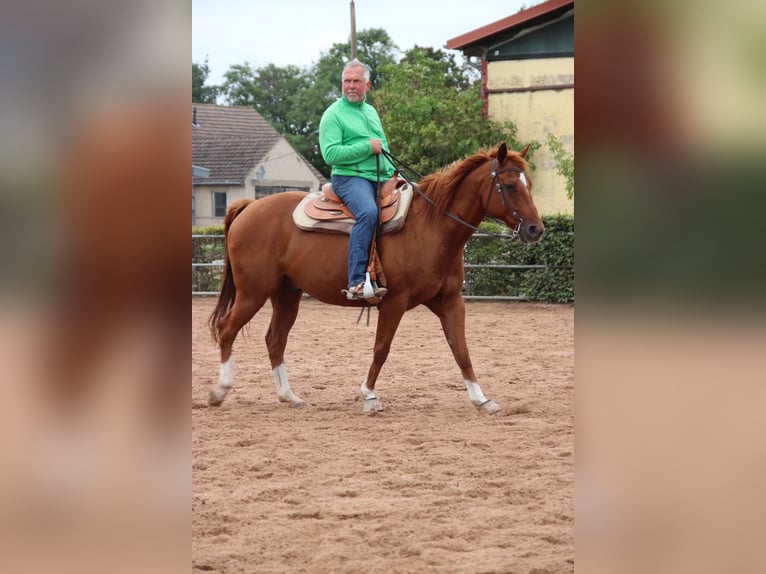 Caballo cuarto de milla Caballo castrado 14 años 158 cm Alazán in Teltow