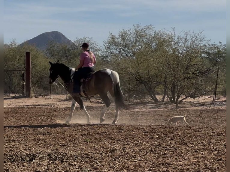 Caballo cuarto de milla Caballo castrado 14 años 160 cm Buckskin/Bayo in Marana