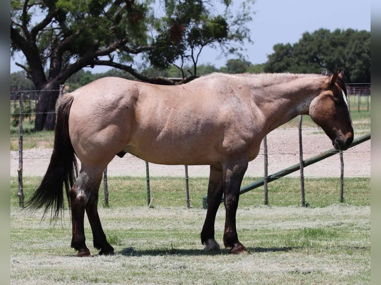 Caballo cuarto de milla Caballo castrado 14 años 160 cm Grullo in Lipan TX