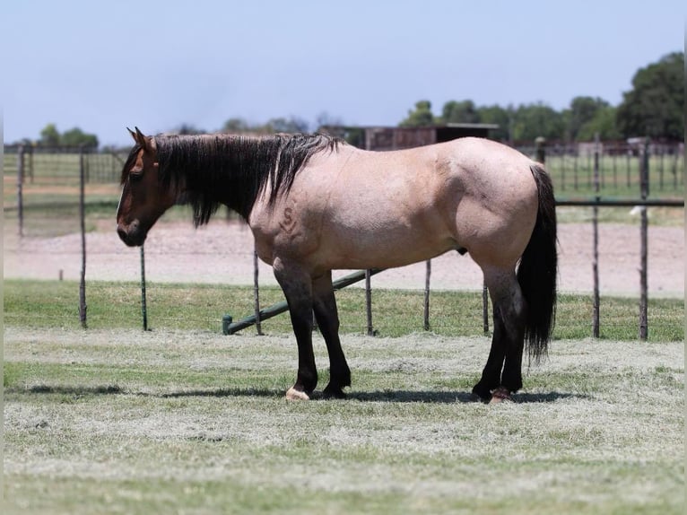 Caballo cuarto de milla Caballo castrado 14 años 160 cm Grullo in Lipan TX