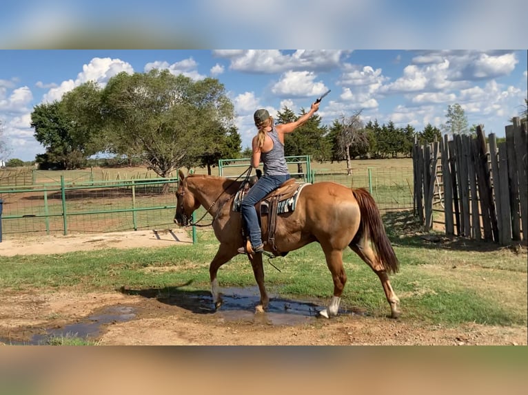 Caballo cuarto de milla Mestizo Caballo castrado 14 años 160 cm Red Dun/Cervuno in Cushing, OK