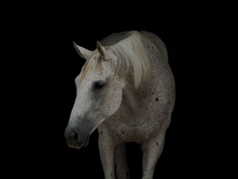 Caballo cuarto de milla Caballo castrado 14 años 160 cm Tordo in Cisco, TX