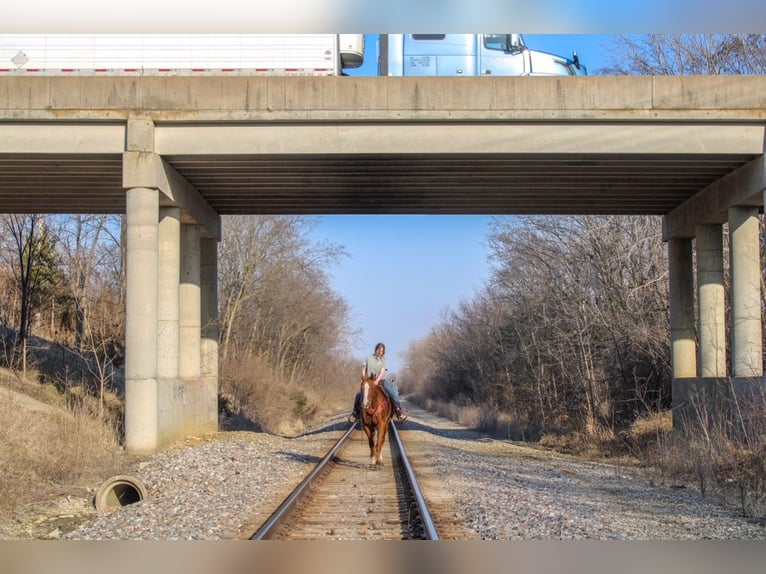 Caballo cuarto de milla Caballo castrado 14 años 163 cm Alazán rojizo in Atlanta