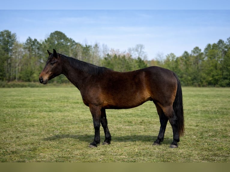 Caballo cuarto de milla Caballo castrado 14 años 163 cm Castaño oscuro in Four Oaks