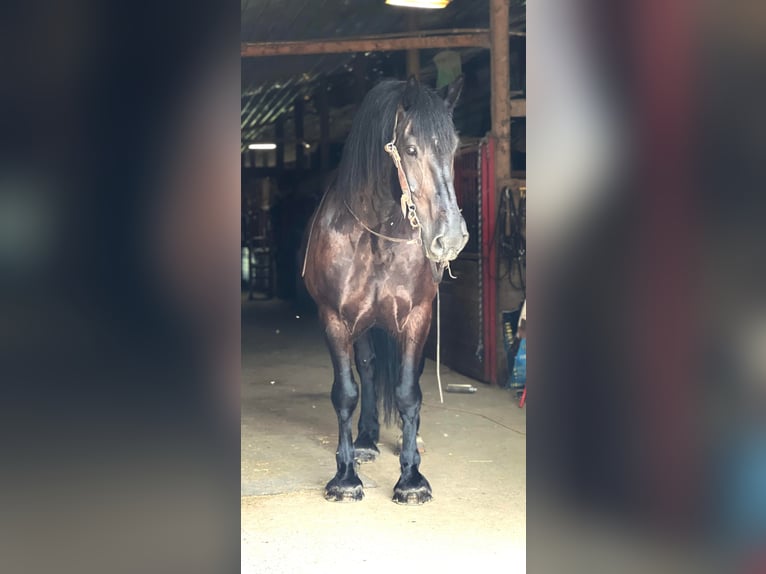 Caballo cuarto de milla Caballo castrado 14 años 165 cm Negro in Zearing Iowa