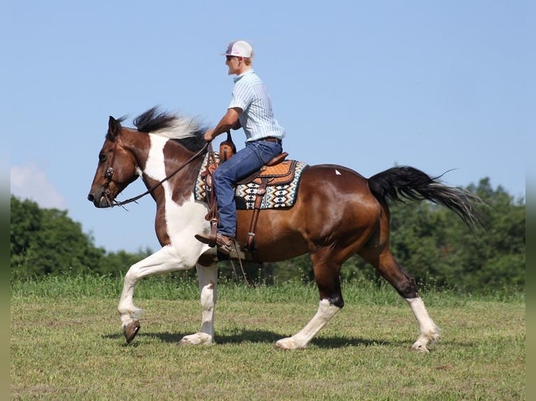 Caballo cuarto de milla Caballo castrado 14 años 165 cm Tobiano-todas las-capas in Whitley city KY