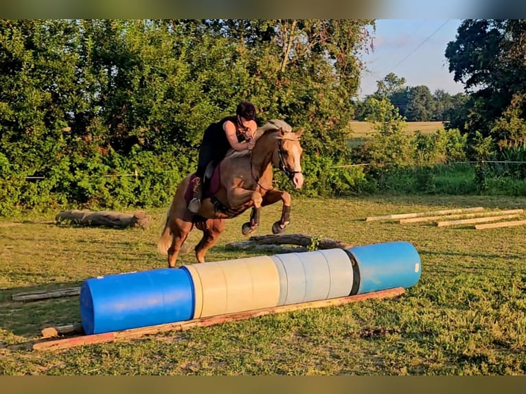 Caballo cuarto de milla Caballo castrado 14 años 170 cm Palomino in Henderson