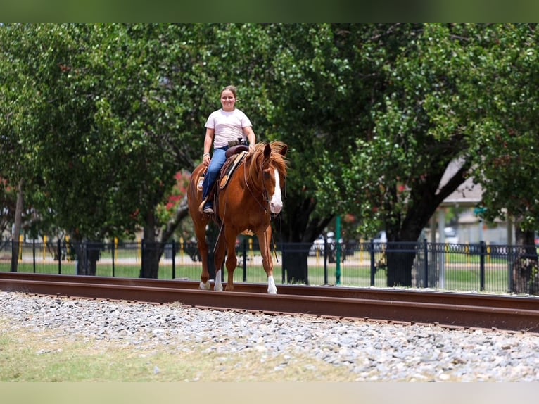 Caballo cuarto de milla Caballo castrado 14 años Alazán rojizo in Terrell