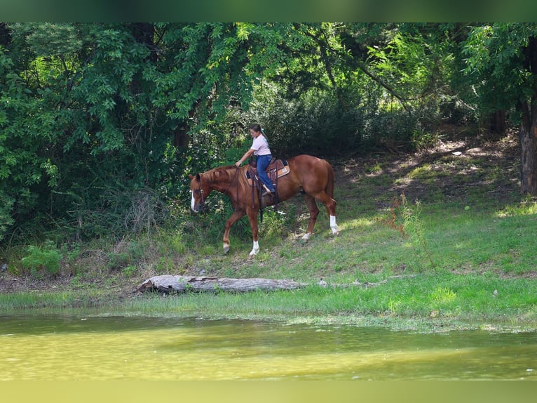 Caballo cuarto de milla Caballo castrado 14 años Alazán rojizo in Terrell