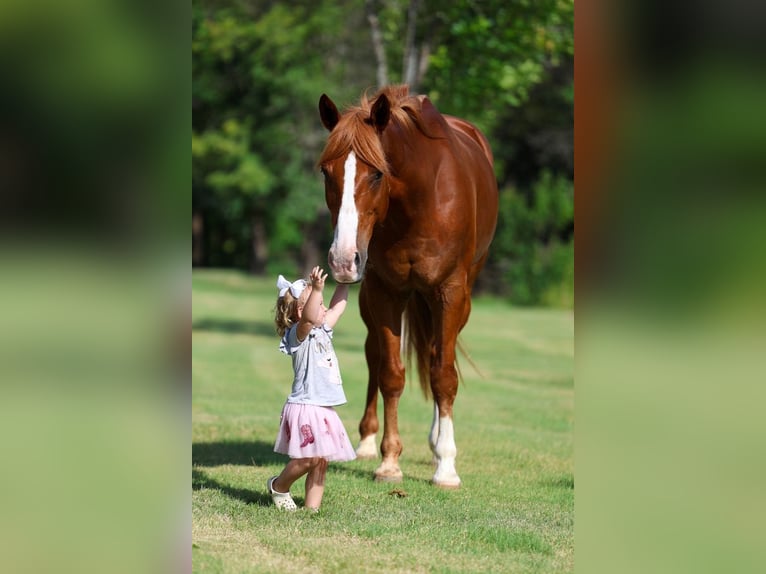 Caballo cuarto de milla Caballo castrado 14 años Alazán rojizo in Terrell