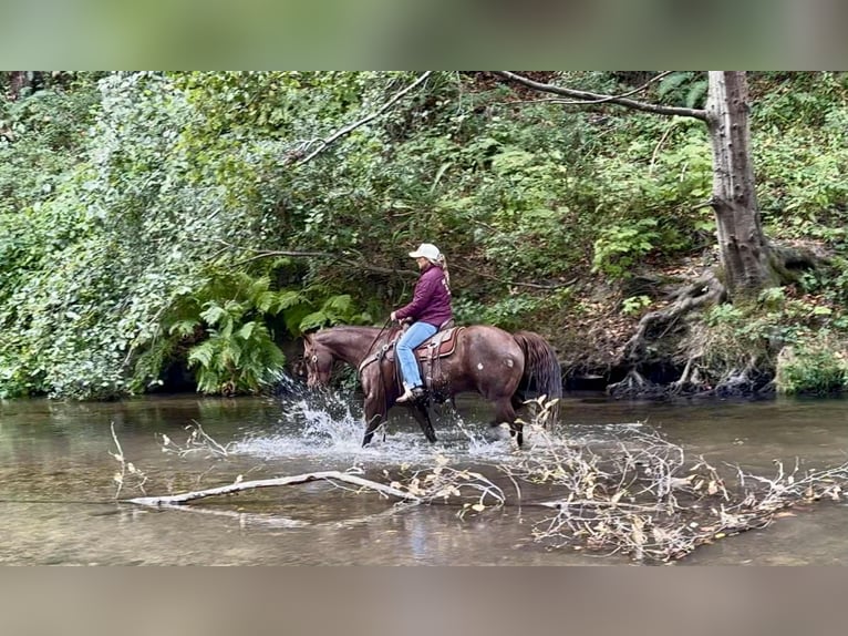 Caballo cuarto de milla Caballo castrado 14 años Alazán-tostado in Bitterwater CA