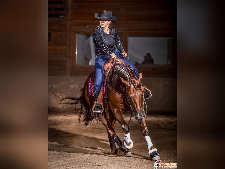 Caballo cuarto de milla Caballo castrado 14 años Alazán-tostado in Trento