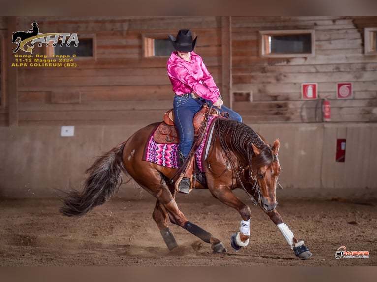 Caballo cuarto de milla Caballo castrado 14 años Alazán-tostado in Trento