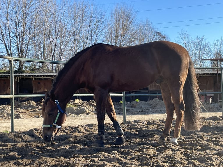 Caballo cuarto de milla Caballo castrado 14 años Alazán-tostado in Trento