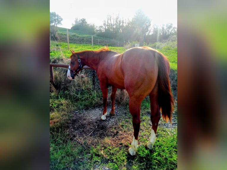 Caballo cuarto de milla Caballo castrado 14 años Alazán in Villanterio