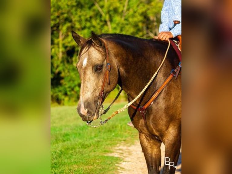 Caballo cuarto de milla Caballo castrado 14 años Buckskin/Bayo in Mountain Grove, MO