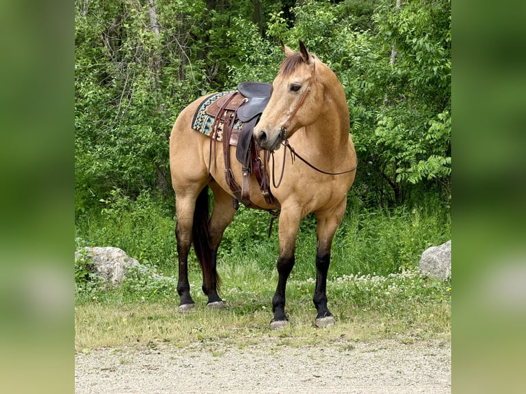 Caballo cuarto de milla Caballo castrado 14 años Buckskin/Bayo in Cannon Falls