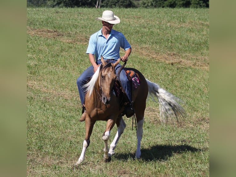 Caballo cuarto de milla Caballo castrado 14 años Buckskin/Bayo in Mount Vernon KY