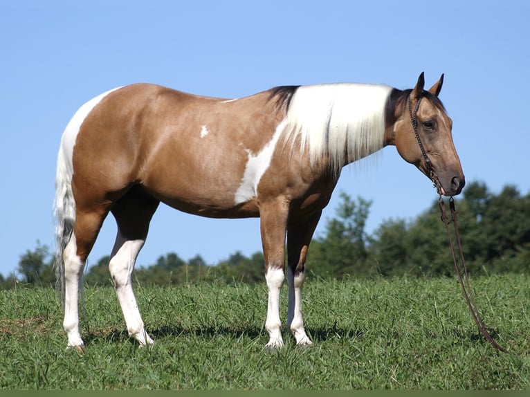 Caballo cuarto de milla Caballo castrado 14 años Buckskin/Bayo in Mount Vernon KY