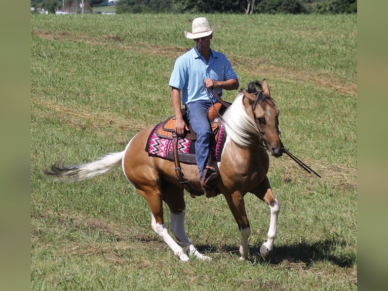 Caballo cuarto de milla Caballo castrado 14 años Buckskin/Bayo in Mount Vernon KY
