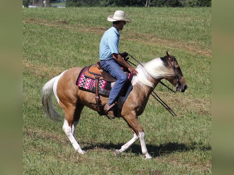 Caballo cuarto de milla Caballo castrado 14 años Buckskin/Bayo in Mount Vernon KY