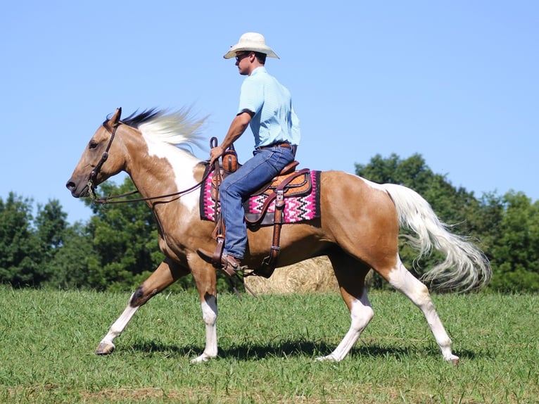 Caballo cuarto de milla Caballo castrado 14 años Buckskin/Bayo in Mount Vernon KY