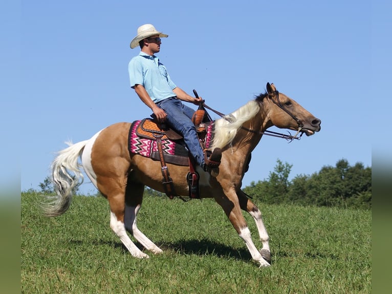 Caballo cuarto de milla Caballo castrado 14 años Buckskin/Bayo in Mount Vernon KY