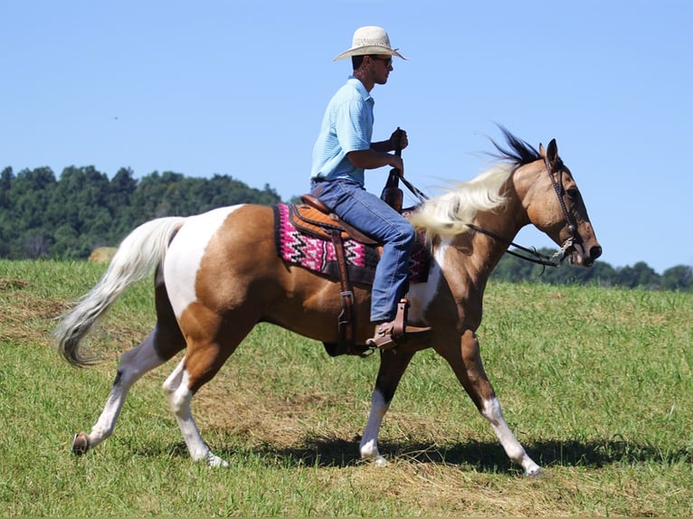 Caballo cuarto de milla Caballo castrado 14 años Buckskin/Bayo in Mount Vernon KY