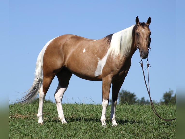 Caballo cuarto de milla Caballo castrado 14 años Buckskin/Bayo in Mount Vernon KY