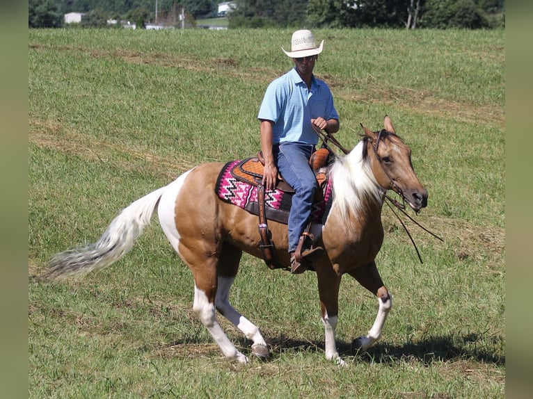 Caballo cuarto de milla Caballo castrado 14 años Buckskin/Bayo in Mount Vernon KY