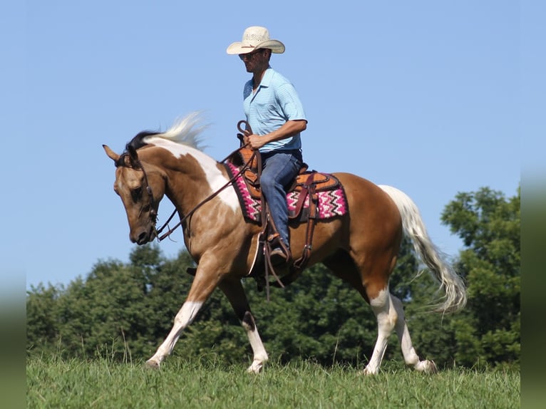 Caballo cuarto de milla Caballo castrado 14 años Buckskin/Bayo in Mount Vernon KY