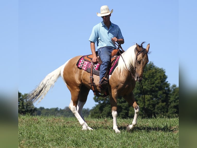 Caballo cuarto de milla Caballo castrado 14 años Buckskin/Bayo in Mount Vernon KY
