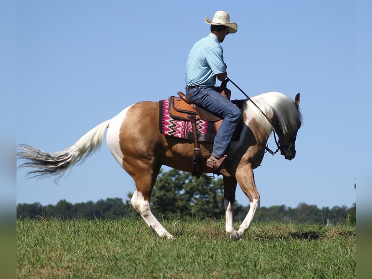 Caballo cuarto de milla Caballo castrado 14 años Buckskin/Bayo in Mount Vernon KY