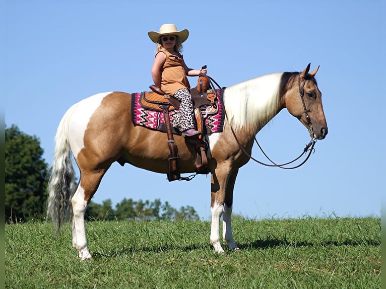 Caballo cuarto de milla Caballo castrado 14 años Buckskin/Bayo in Mount Vernon KY