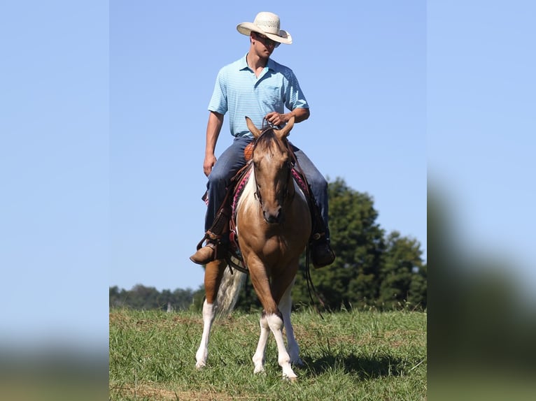 Caballo cuarto de milla Caballo castrado 14 años Buckskin/Bayo in Mount Vernon KY