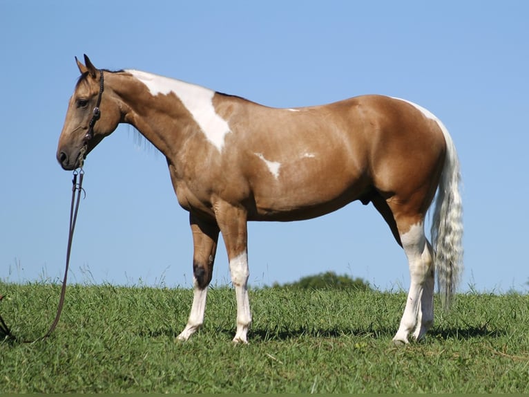 Caballo cuarto de milla Caballo castrado 14 años Buckskin/Bayo in Mount Vernon KY