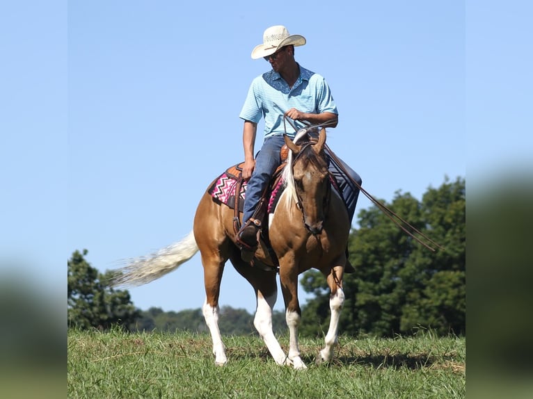 Caballo cuarto de milla Caballo castrado 14 años Buckskin/Bayo in Mount Vernon KY
