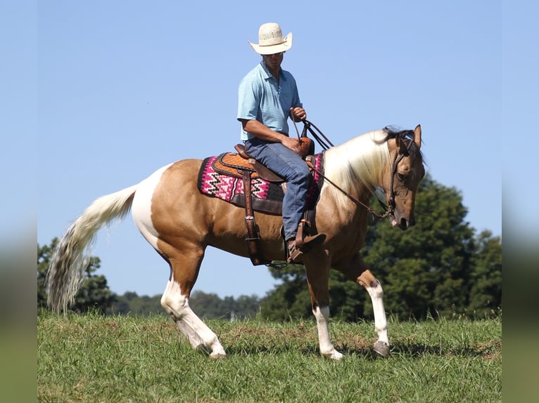 Caballo cuarto de milla Caballo castrado 14 años Buckskin/Bayo in Mount Vernon KY