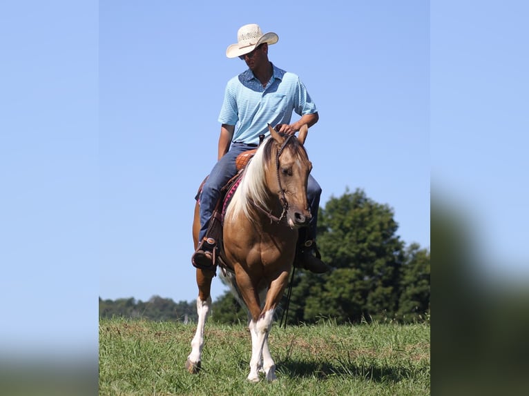 Caballo cuarto de milla Caballo castrado 14 años Buckskin/Bayo in Mount Vernon KY