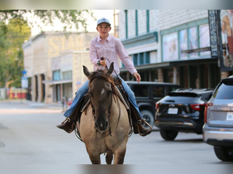 Caballo cuarto de milla Caballo castrado 14 años Grullo in Stephenville TX