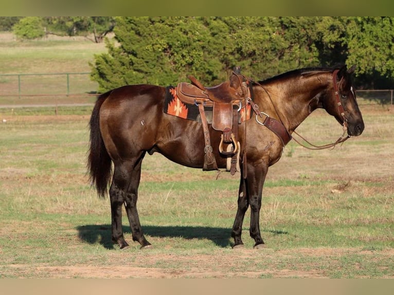 Caballo cuarto de milla Caballo castrado 14 años Negro in Cleburne, TX