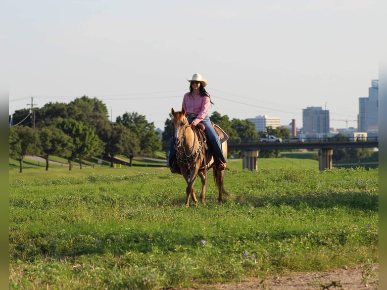 Caballo cuarto de milla Caballo castrado 15 años 137 cm Ruano alazán in Stephenville TX