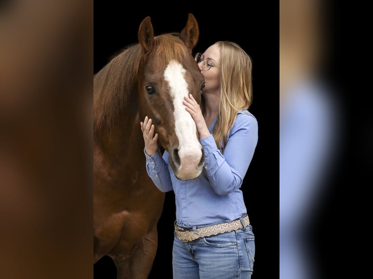 Caballo cuarto de milla Caballo castrado 15 años 146 cm Musgo marrón in Sulzbach-Rosenberg