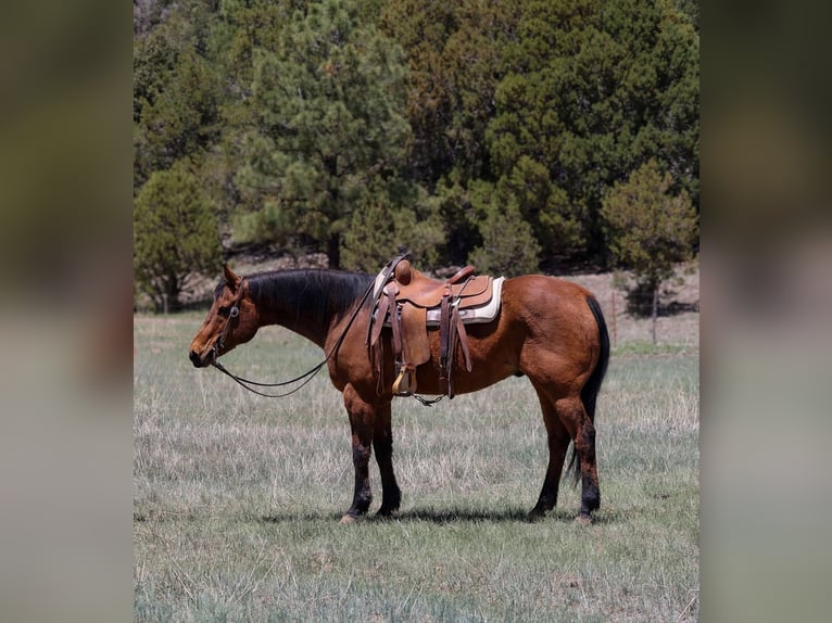 Caballo cuarto de milla Caballo castrado 15 años 147 cm Castaño rojizo in Camp Verde AZ