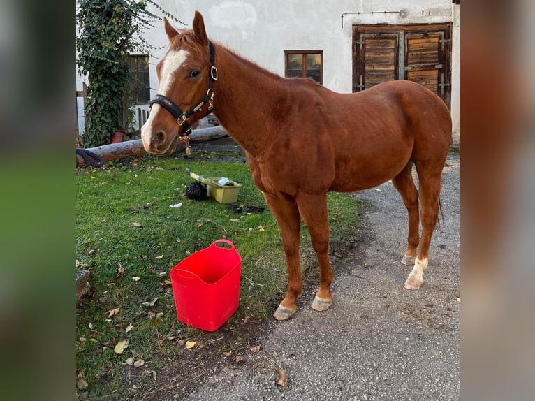 Caballo cuarto de milla Caballo castrado 15 años 150 cm Alazán in Steyr