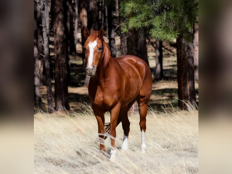 Caballo cuarto de milla Caballo castrado 15 años 150 cm Alazán-tostado in Cottonwood AZ